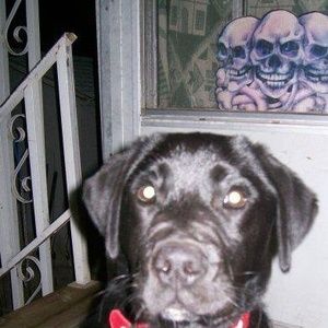 Meet your Posher, Anne